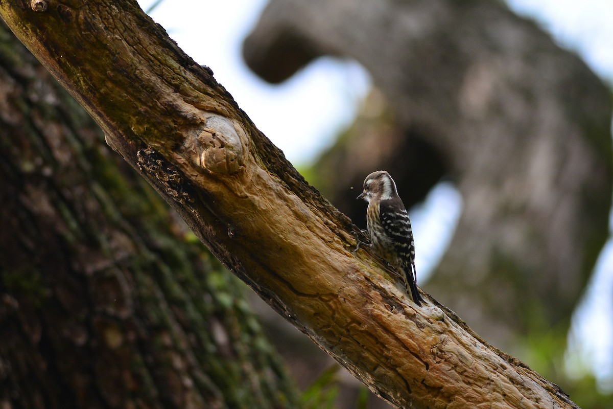 Japanese Pygmy Woodpecker - Tatsutomo Chin
