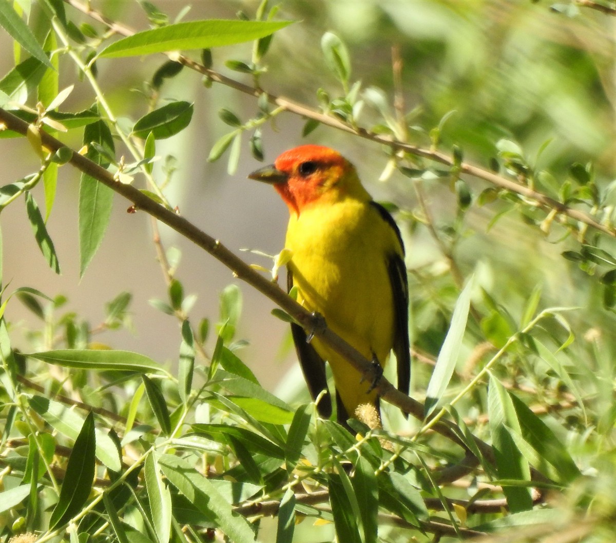 Western Tanager - Keith Condon