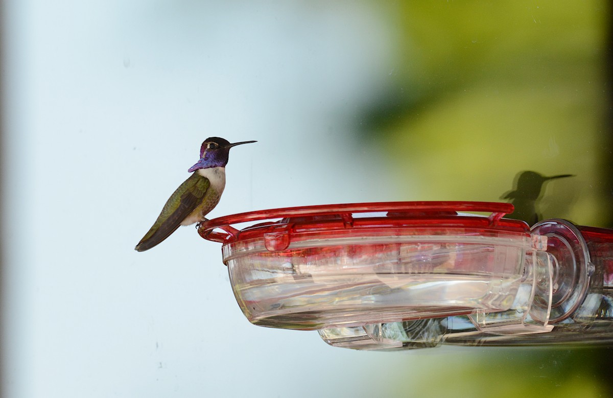 Costa's Hummingbird - ML338268191