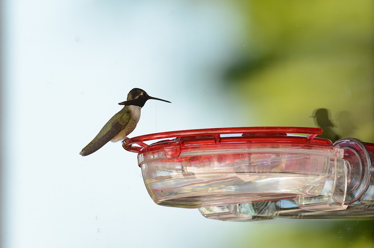 Costa's Hummingbird - ML338268471