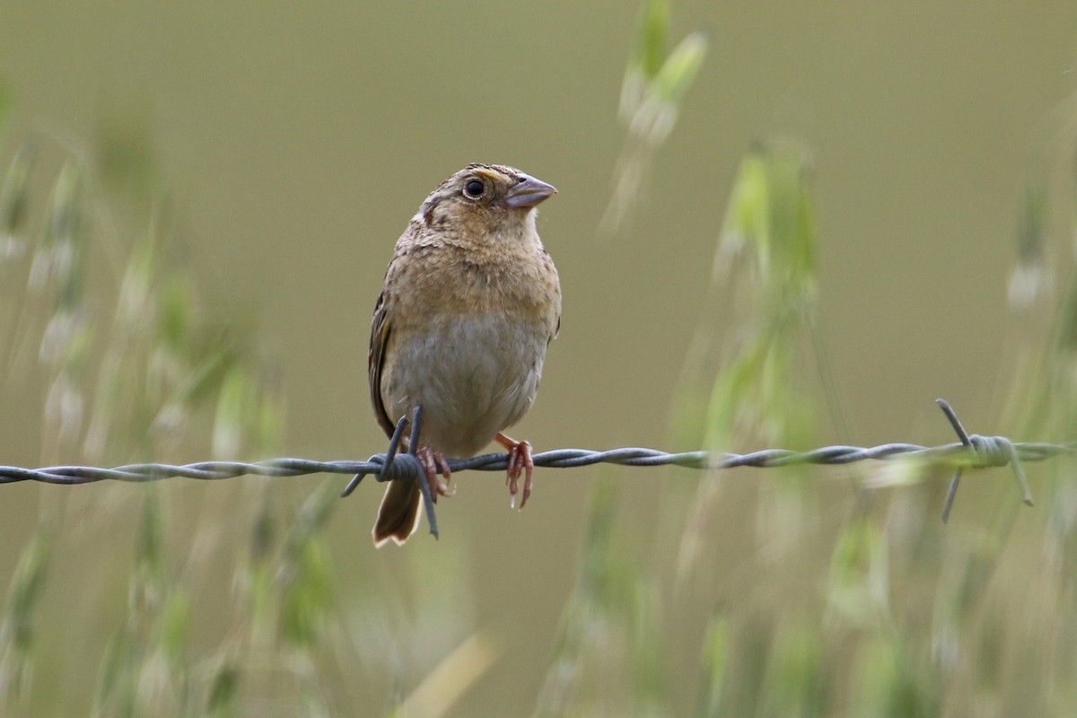 Grasshopper Sparrow - ML338270131