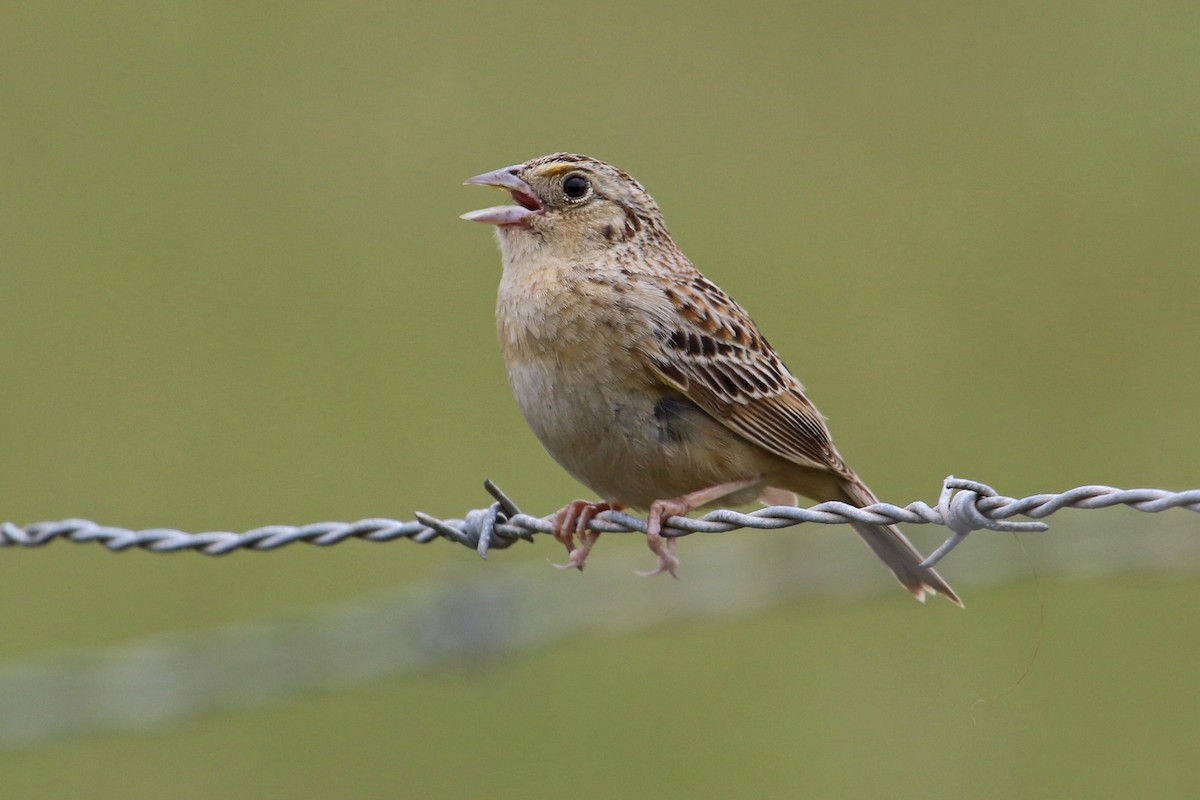 Grasshopper Sparrow - ML338270151