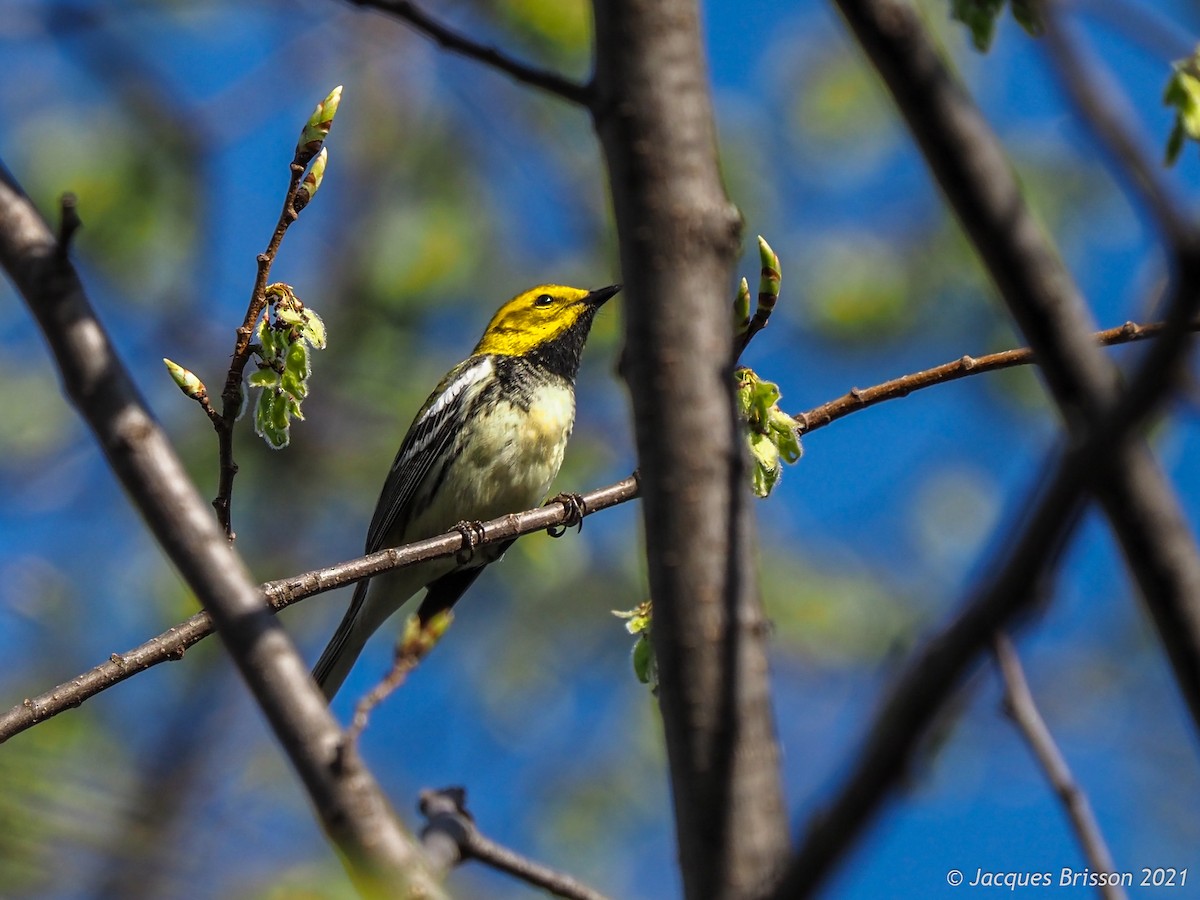 Black-throated Green Warbler - Jacques Brisson