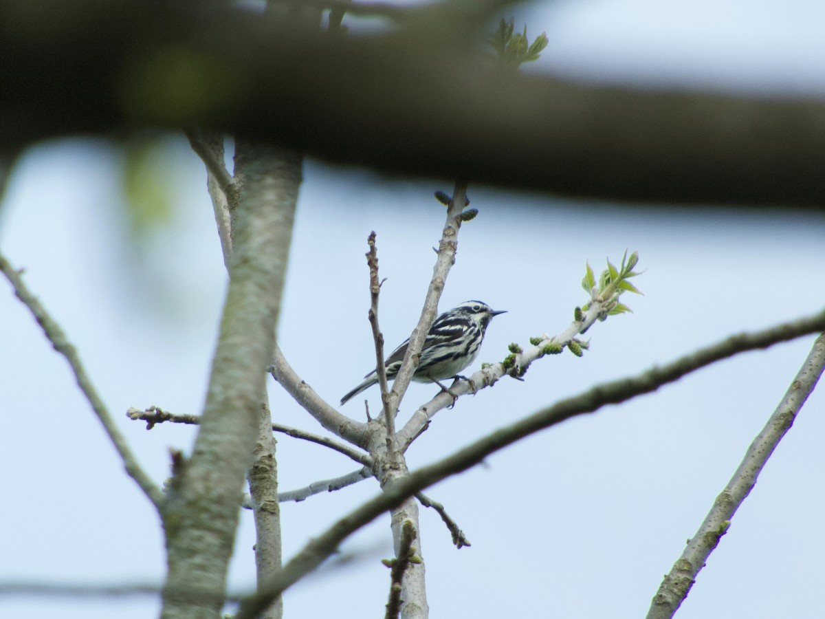 Black-and-white Warbler - ML338276321