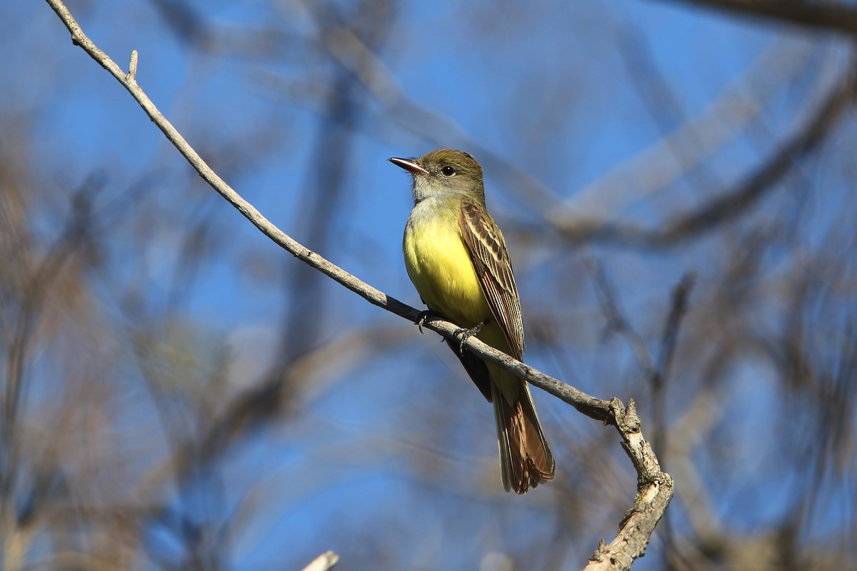 Great Crested Flycatcher - ML338279401