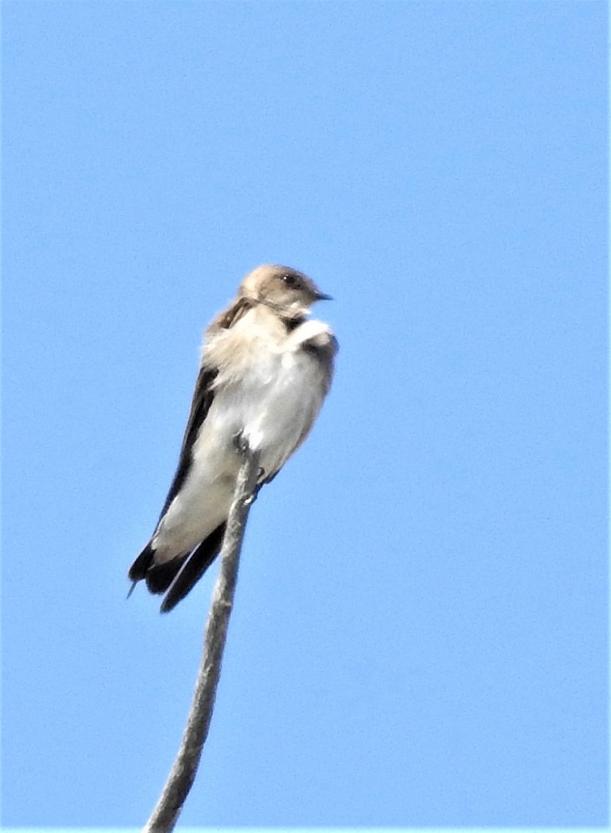 Northern Rough-winged Swallow - ML338279601