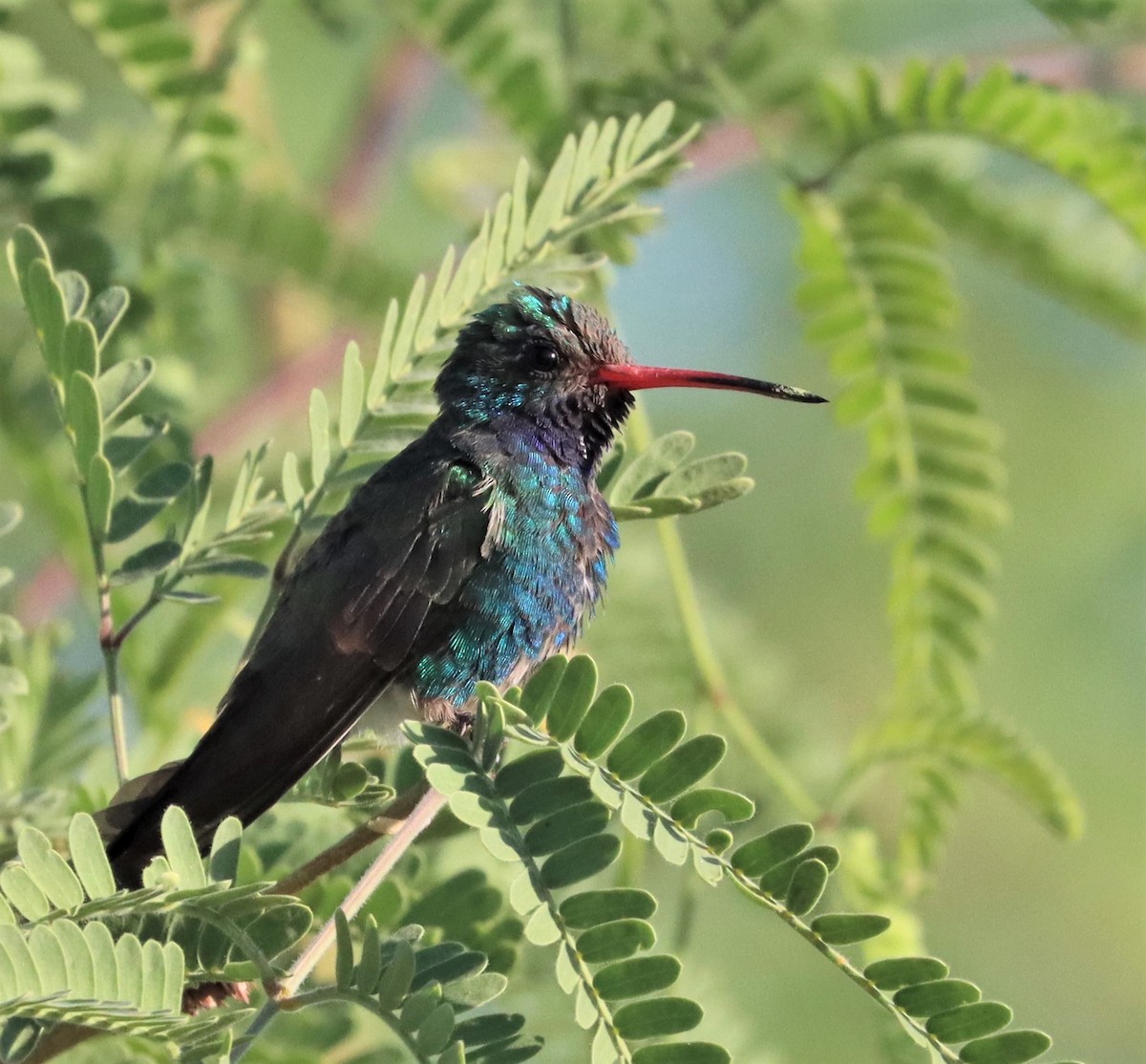 Broad-billed Hummingbird - ML338288971