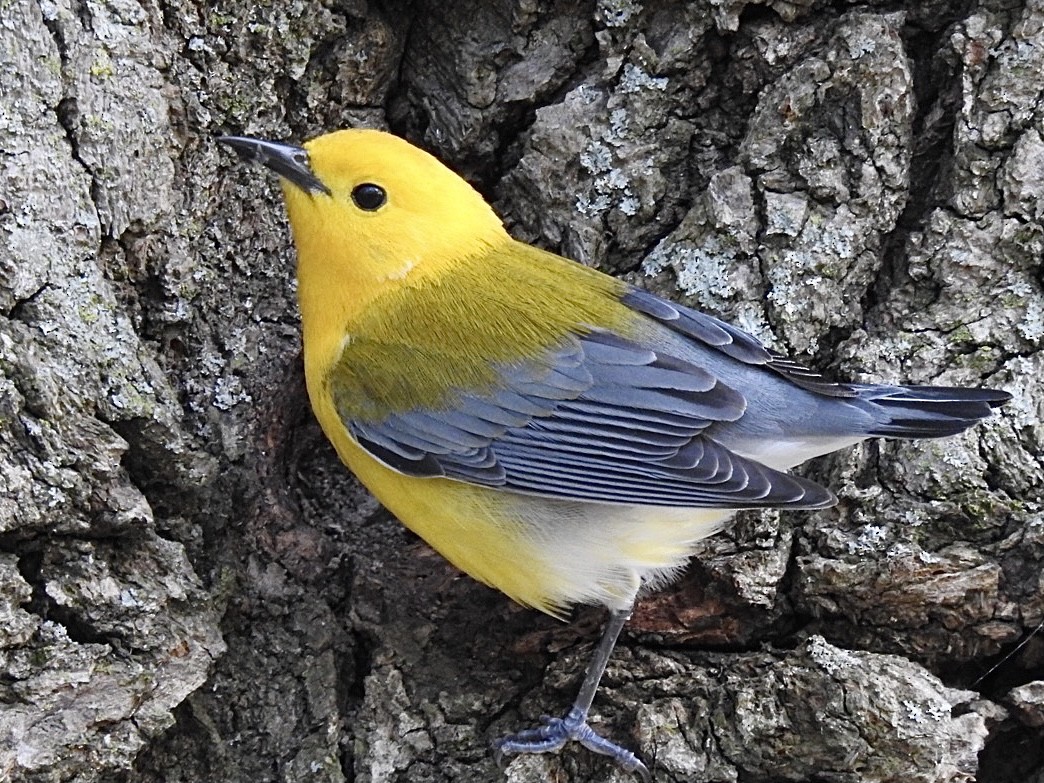 Prothonotary Warbler - ML338289661
