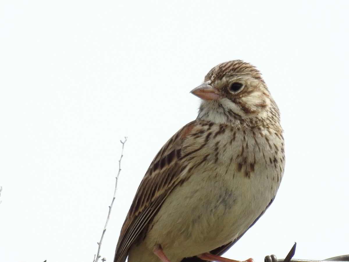Vesper Sparrow - ML338296081