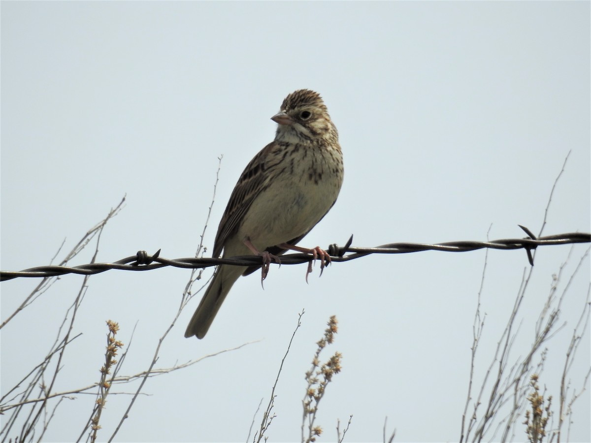 Vesper Sparrow - ML338296091