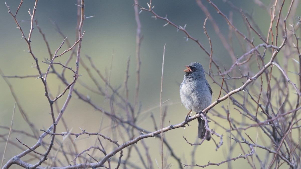 Black-chinned Sparrow - Bryan Calk