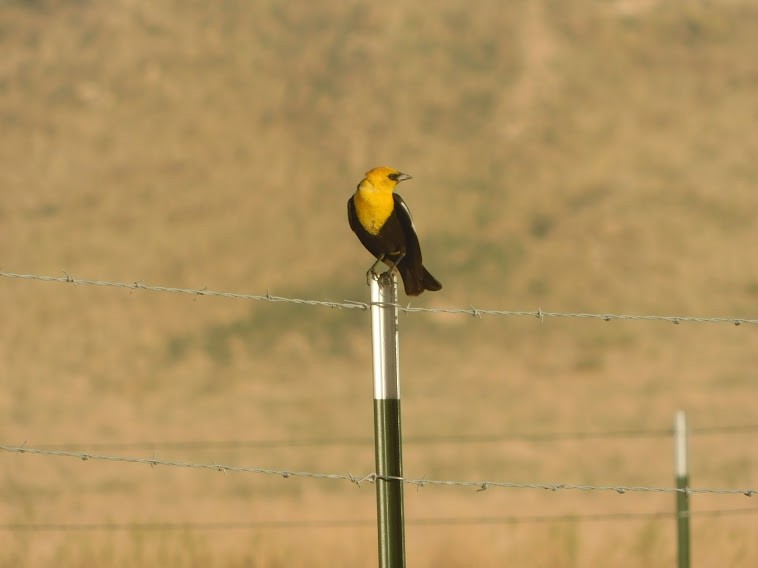 Yellow-headed Blackbird - ML338298051