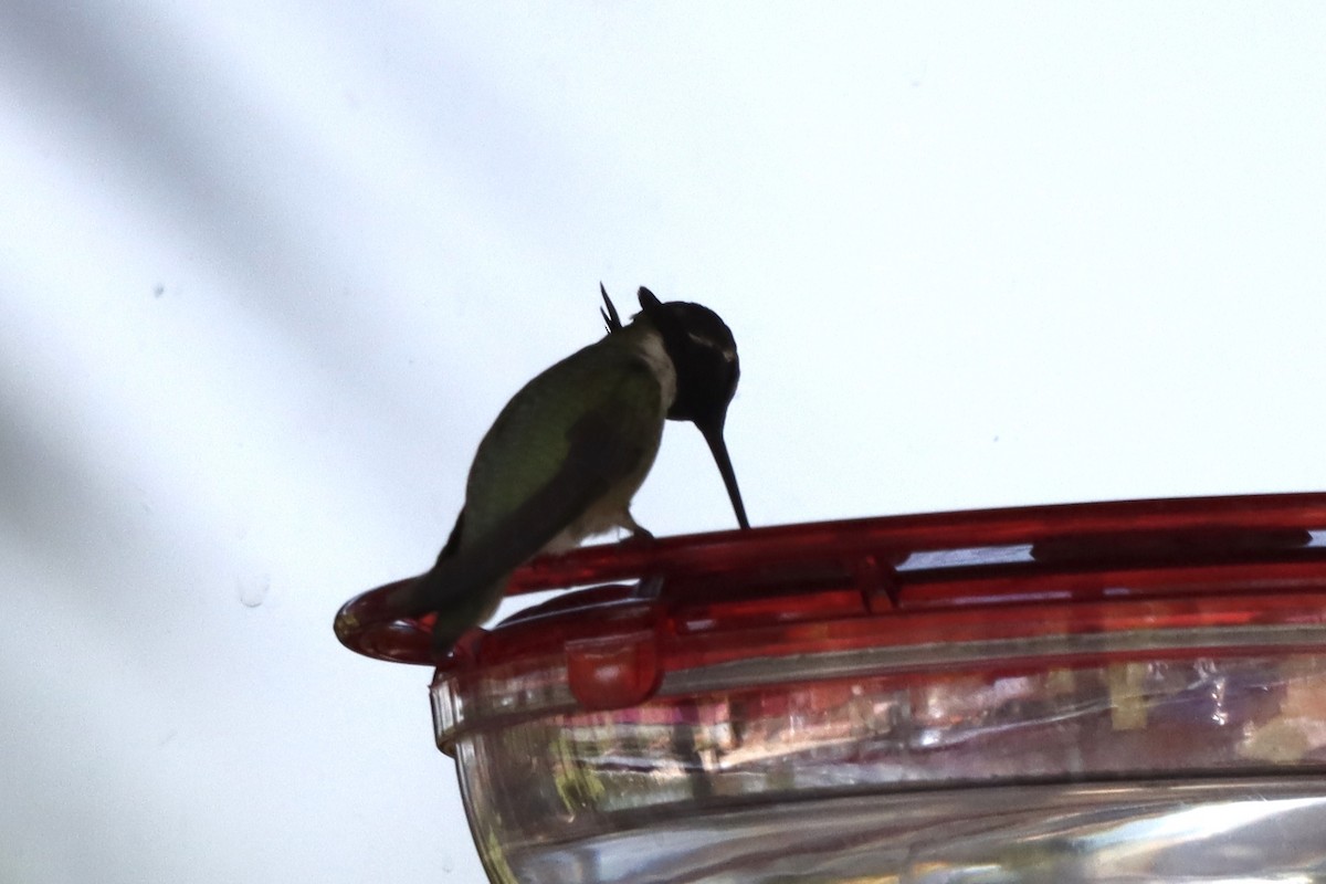 Costa's Hummingbird - ML338298101