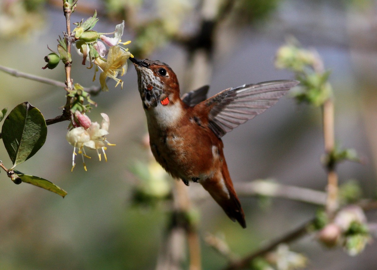 Rufous Hummingbird - Nate Swick