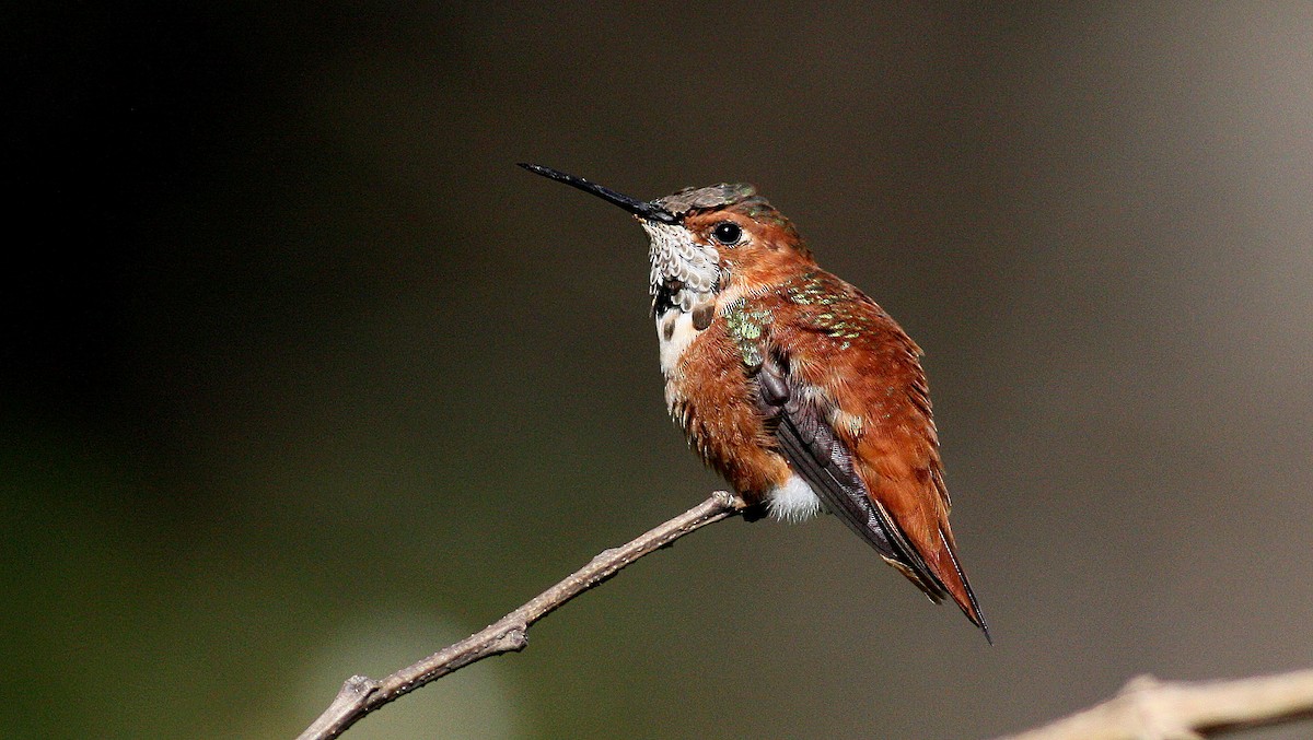 Rufous Hummingbird - Nate Swick
