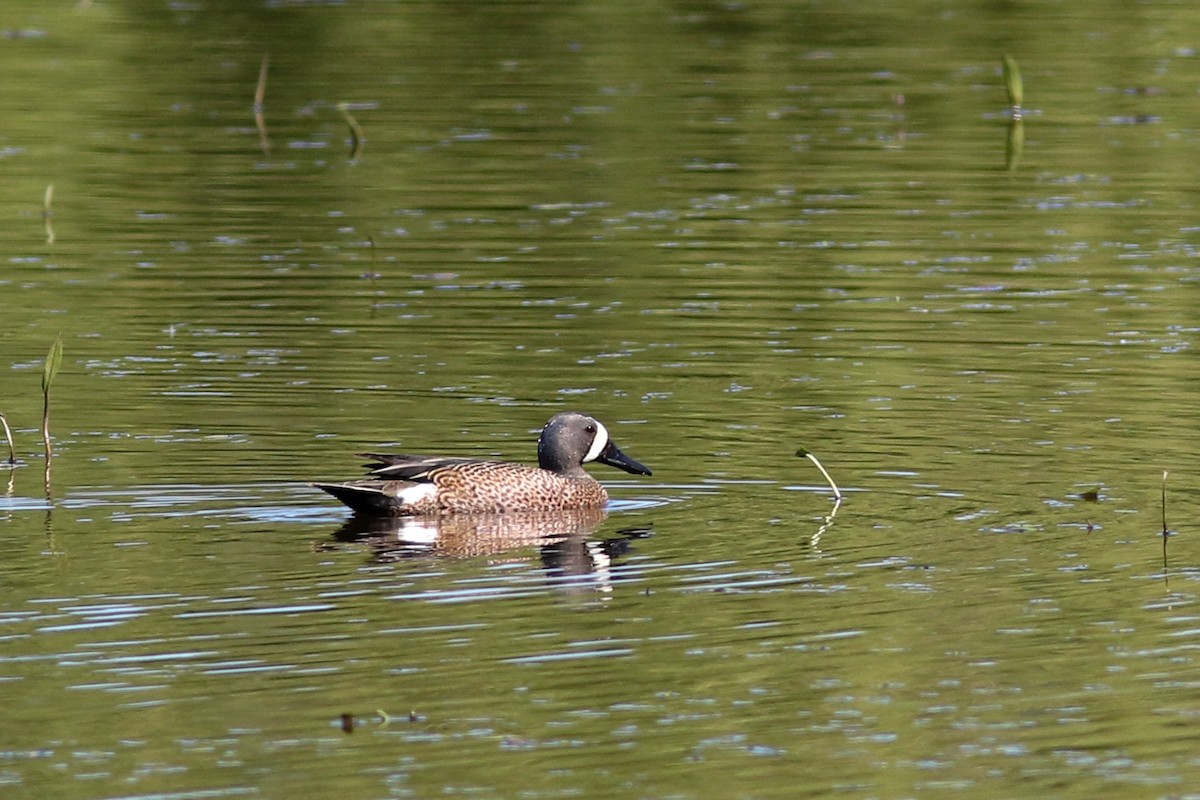 Blue-winged Teal - ML338299111
