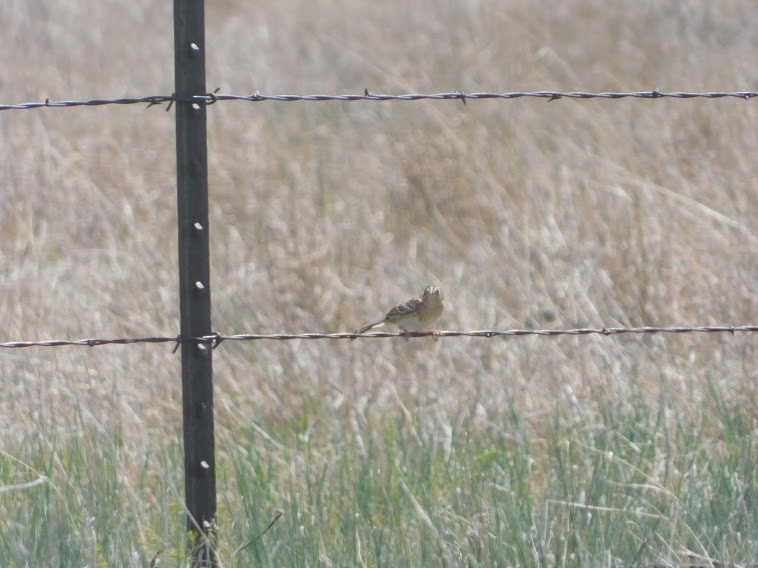Grasshopper Sparrow - ML338299241