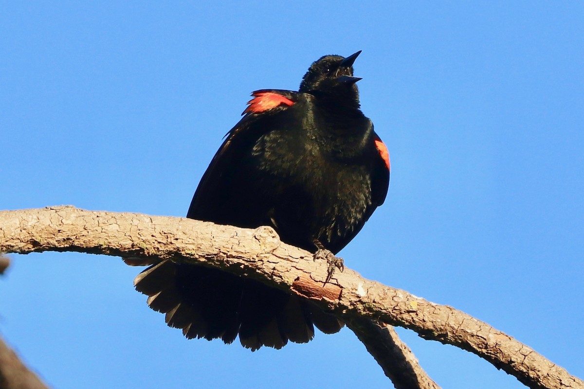 Red-winged Blackbird - ML338300671
