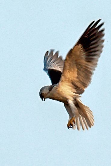 Black-winged Kite - Maneesh Singh