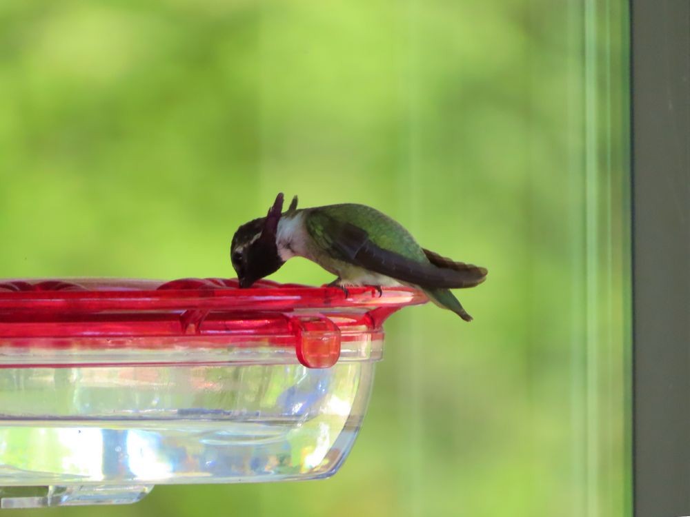 Costa's Hummingbird - ML338308291