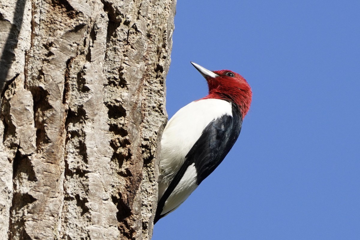 Red-headed Woodpecker - ML338318111