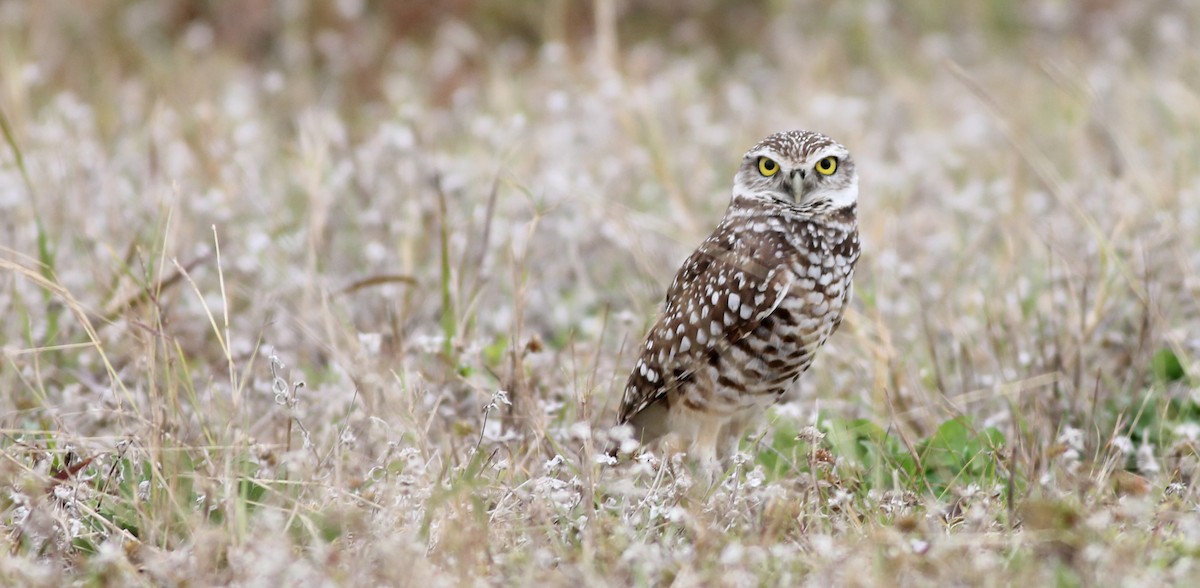 Burrowing Owl - Sam Heinrich