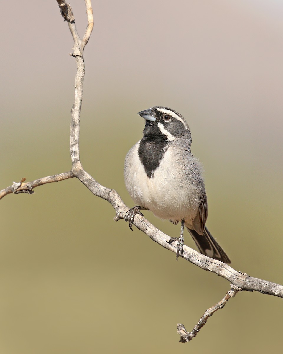 Black-throated Sparrow - Ryan Schain