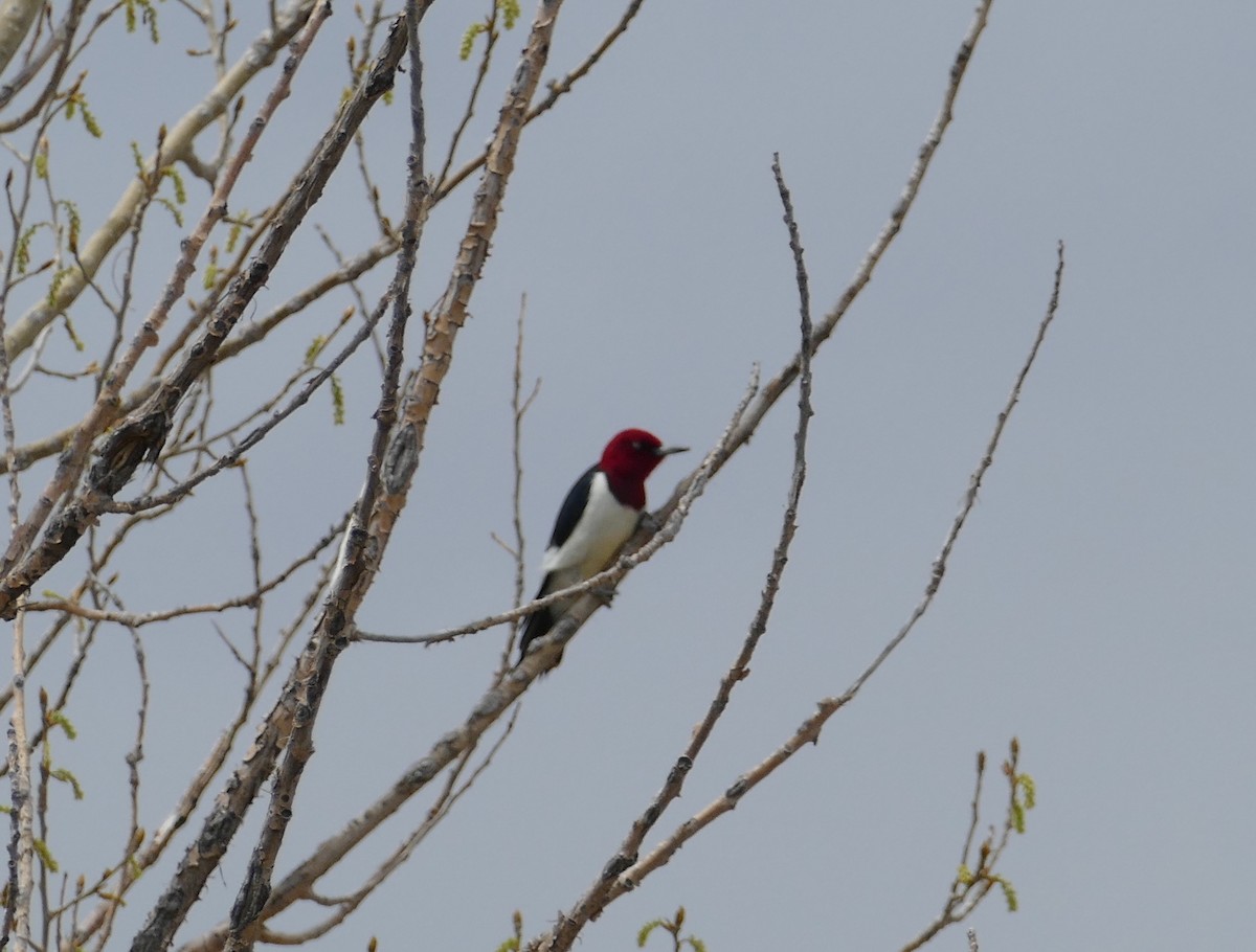 Red-headed Woodpecker - ML338329831