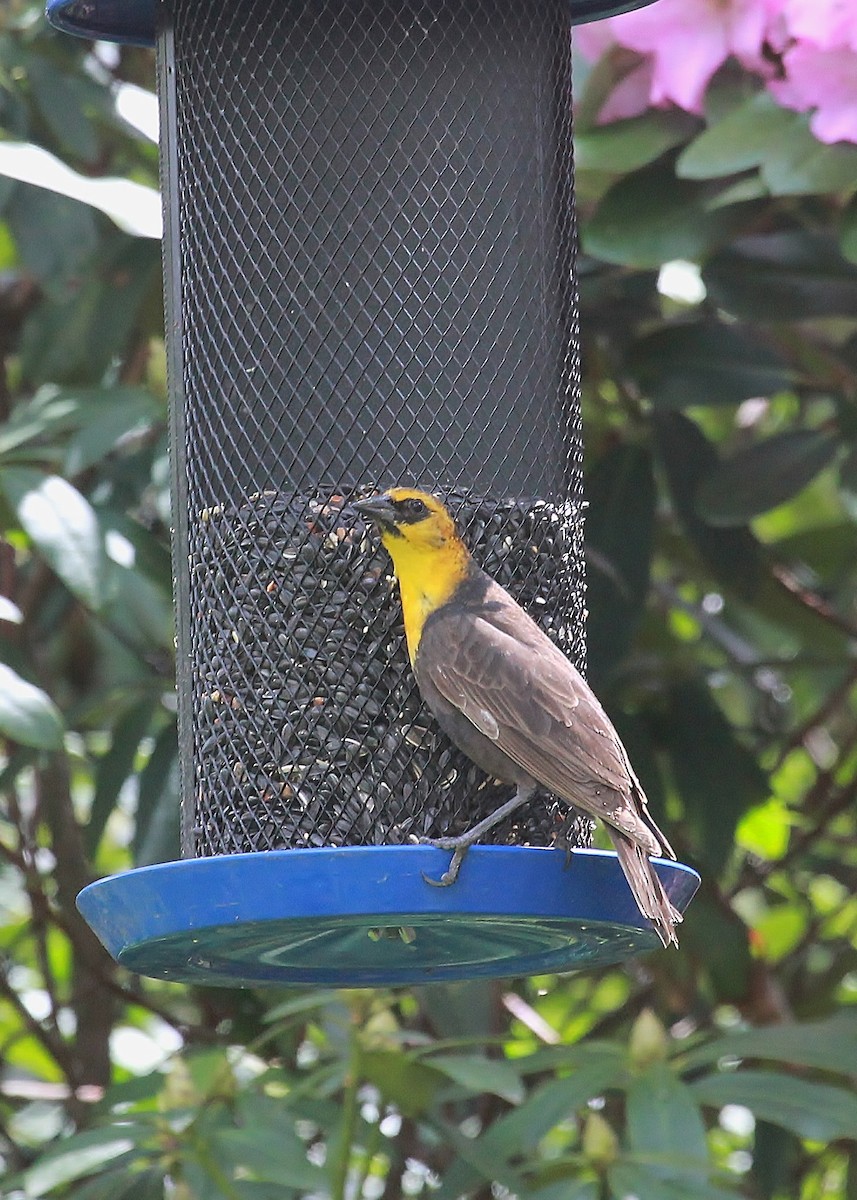 Yellow-headed Blackbird - ML338339651