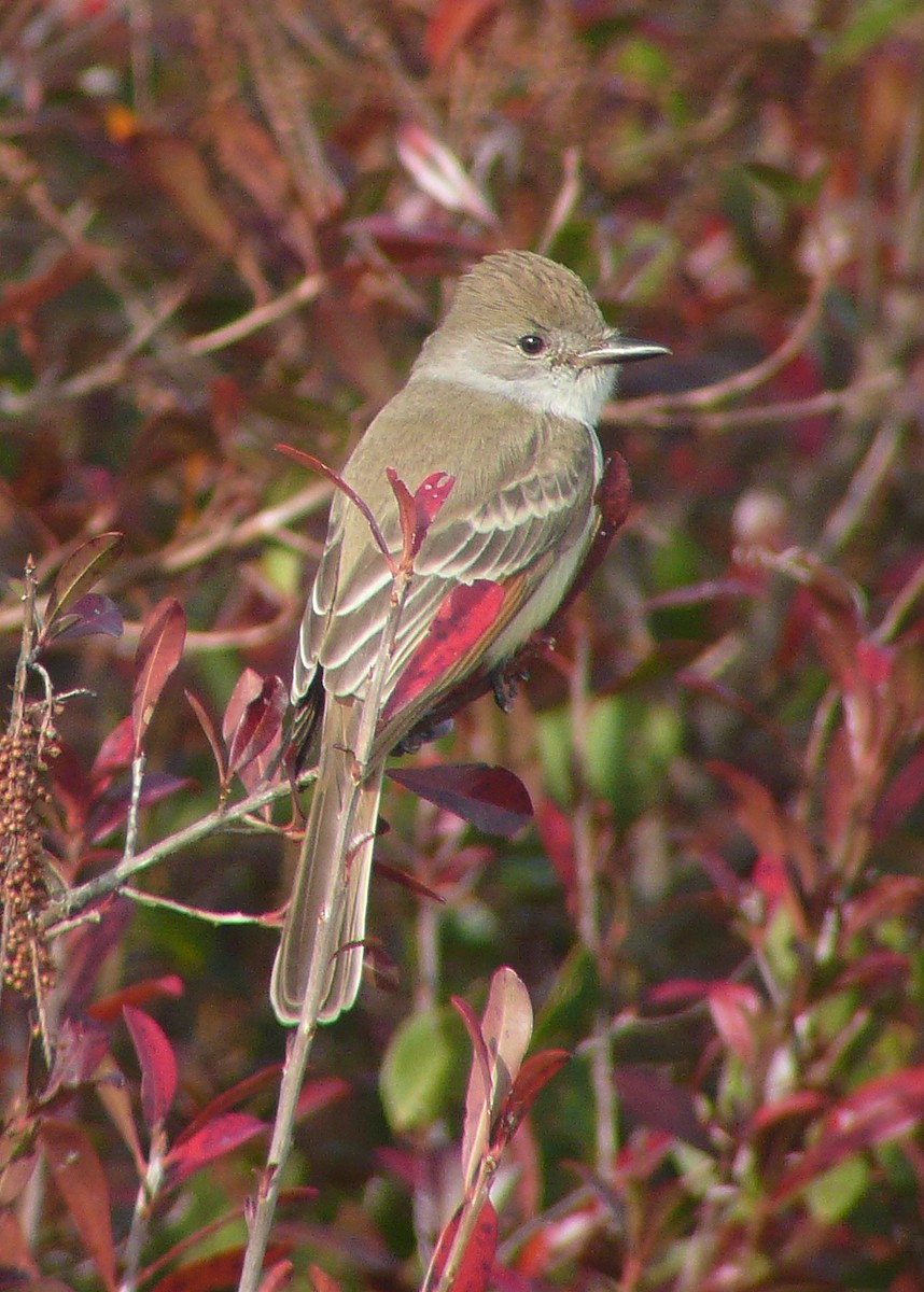 eBird Checklist 2 Dec 2008 Croatan NFCatfish Lake Waterfowl