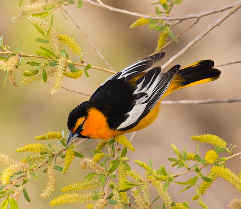 Bullock's Oriole - eBird