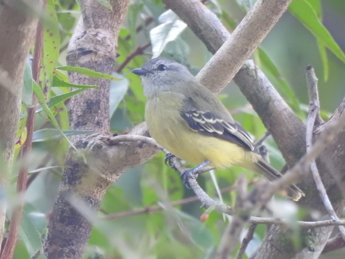 Yellow-crowned Tyrannulet - ML338346131