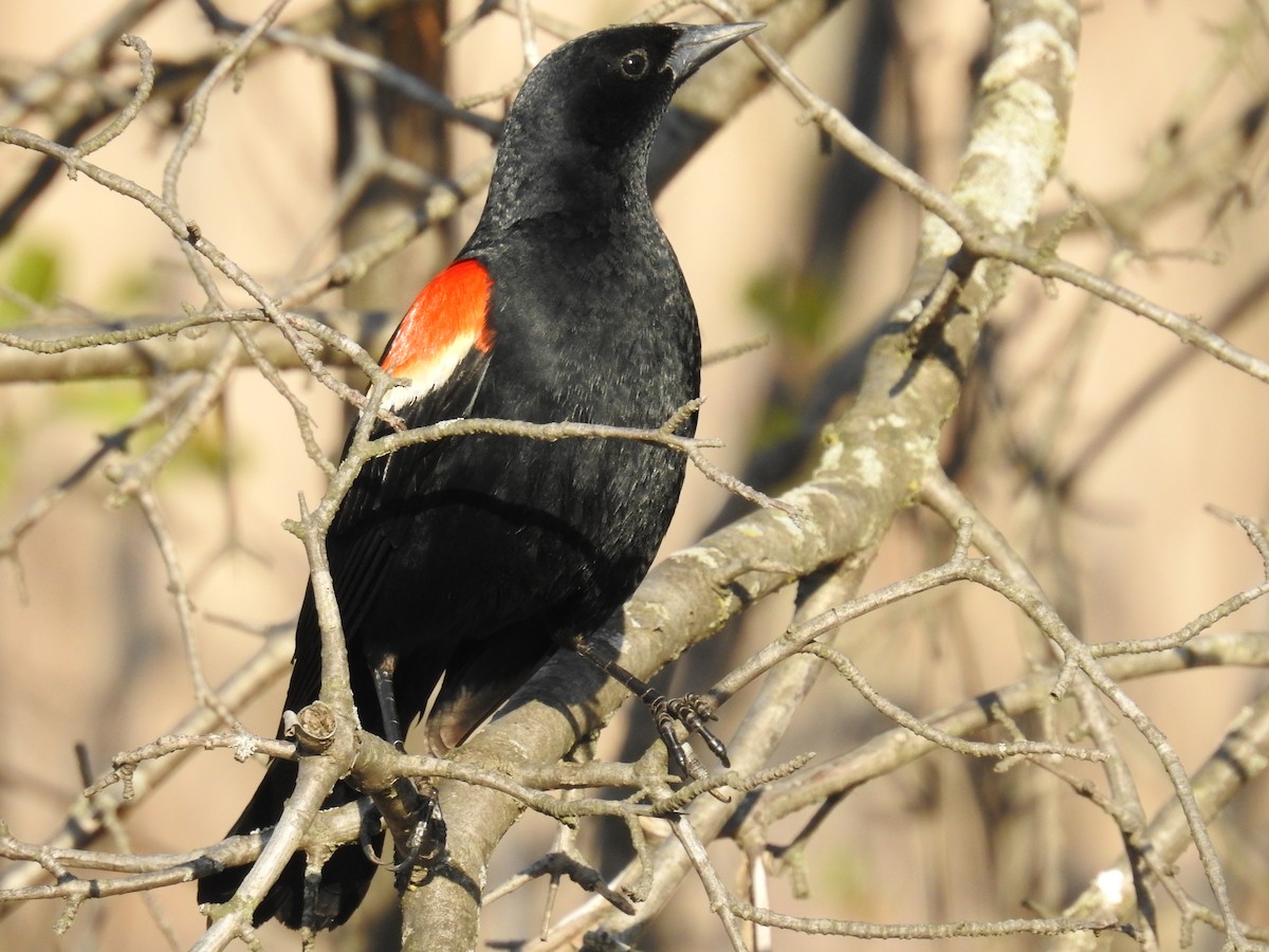 Red-winged Blackbird - ML338352211