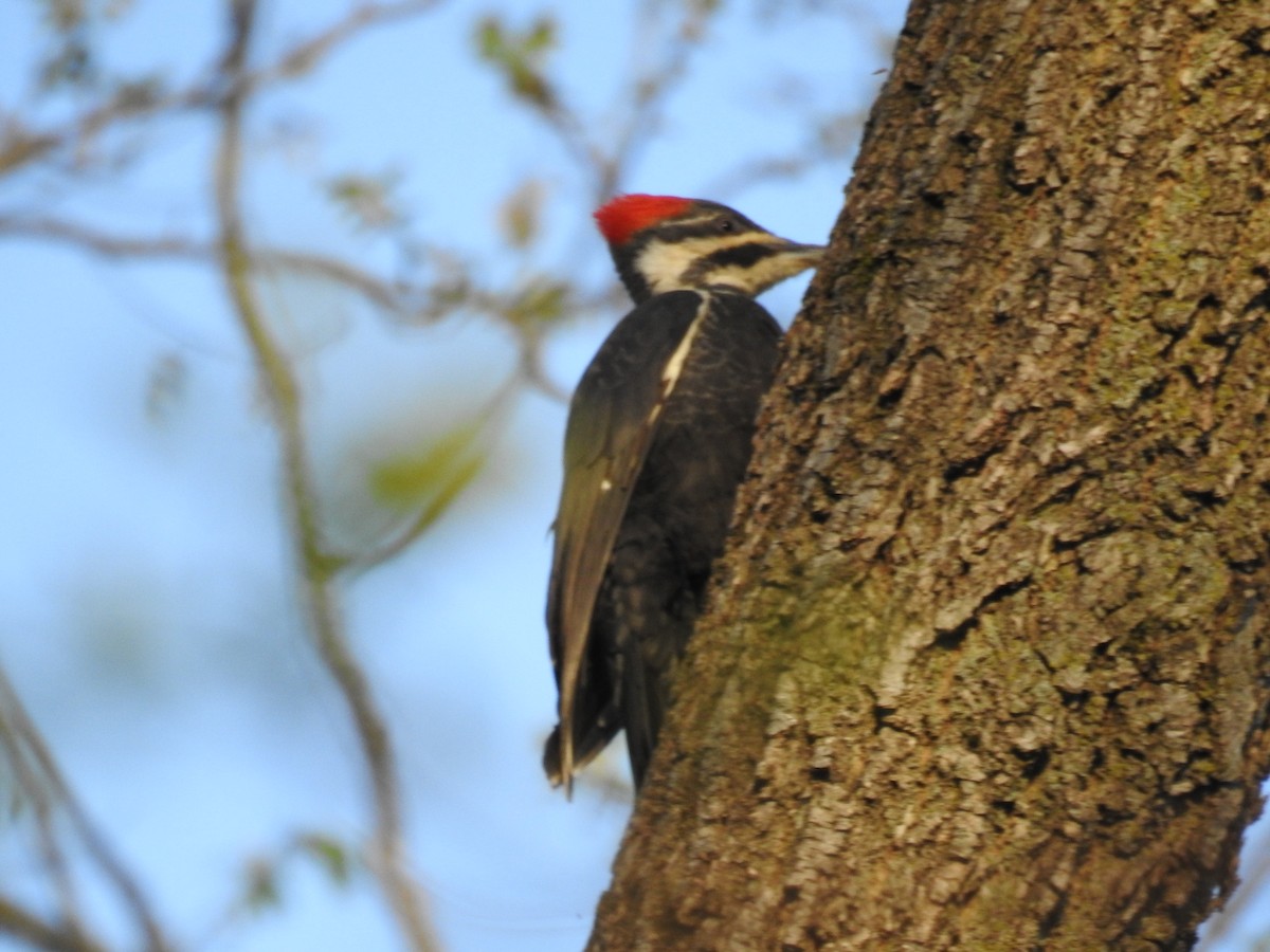 Pileated Woodpecker - ML338352491
