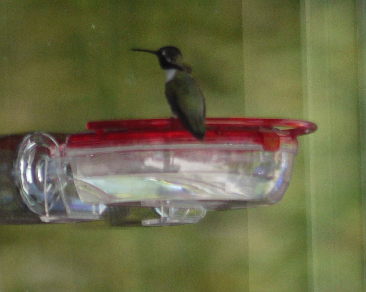 Costa's Hummingbird - ML338352621
