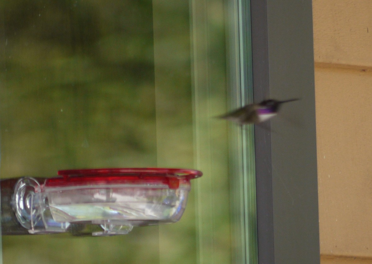 Costa's Hummingbird - ML338352661