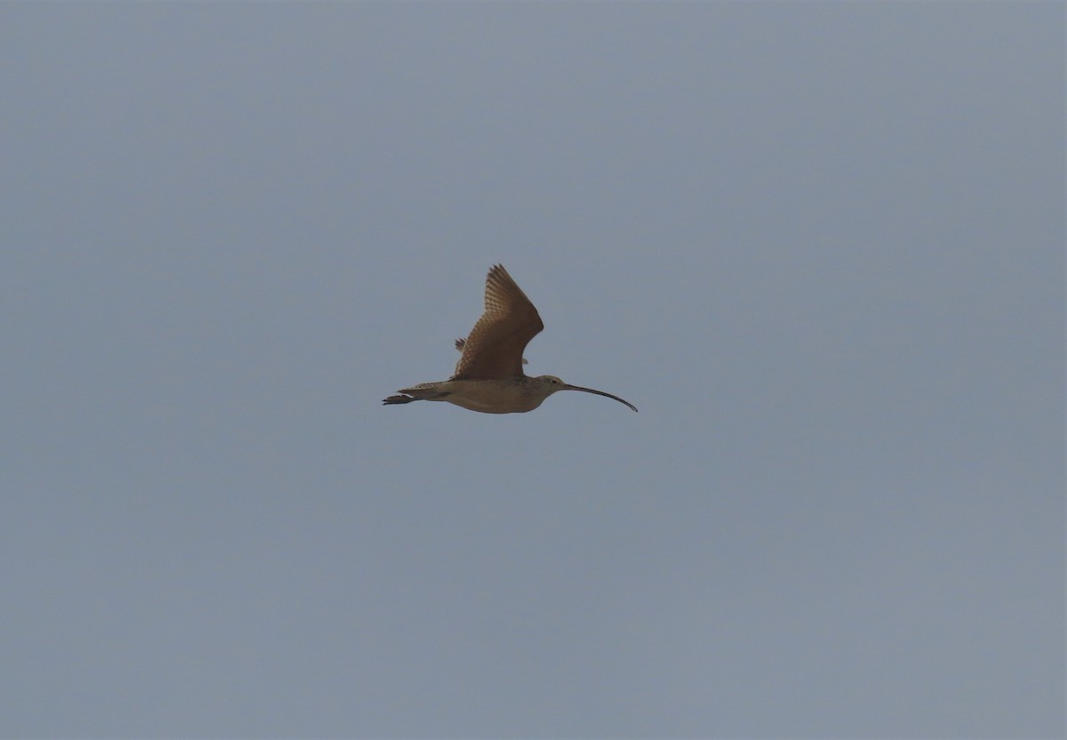 Long-billed Curlew - ML338354851