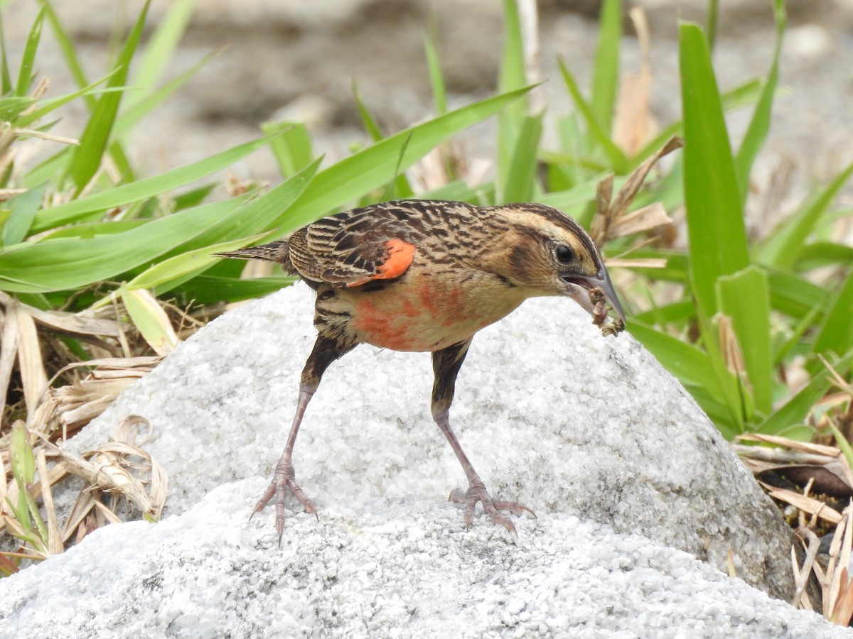 Red-breasted Meadowlark - ML338355031