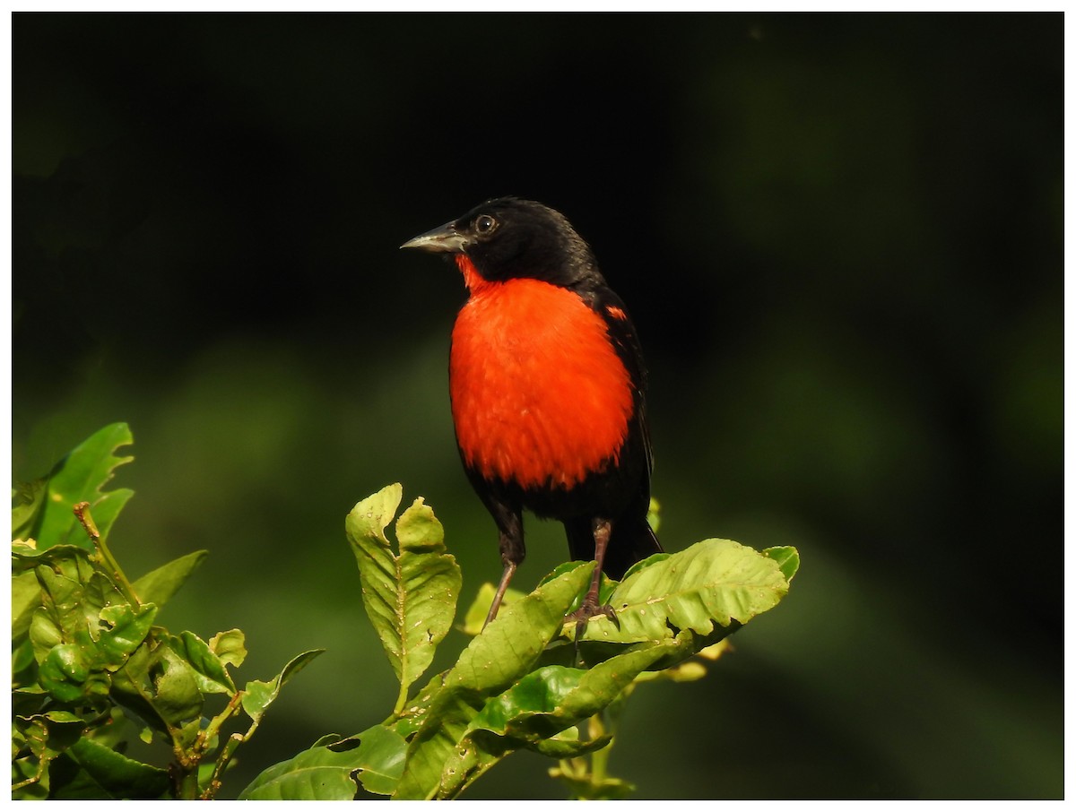 Red-breasted Meadowlark - ML338355111