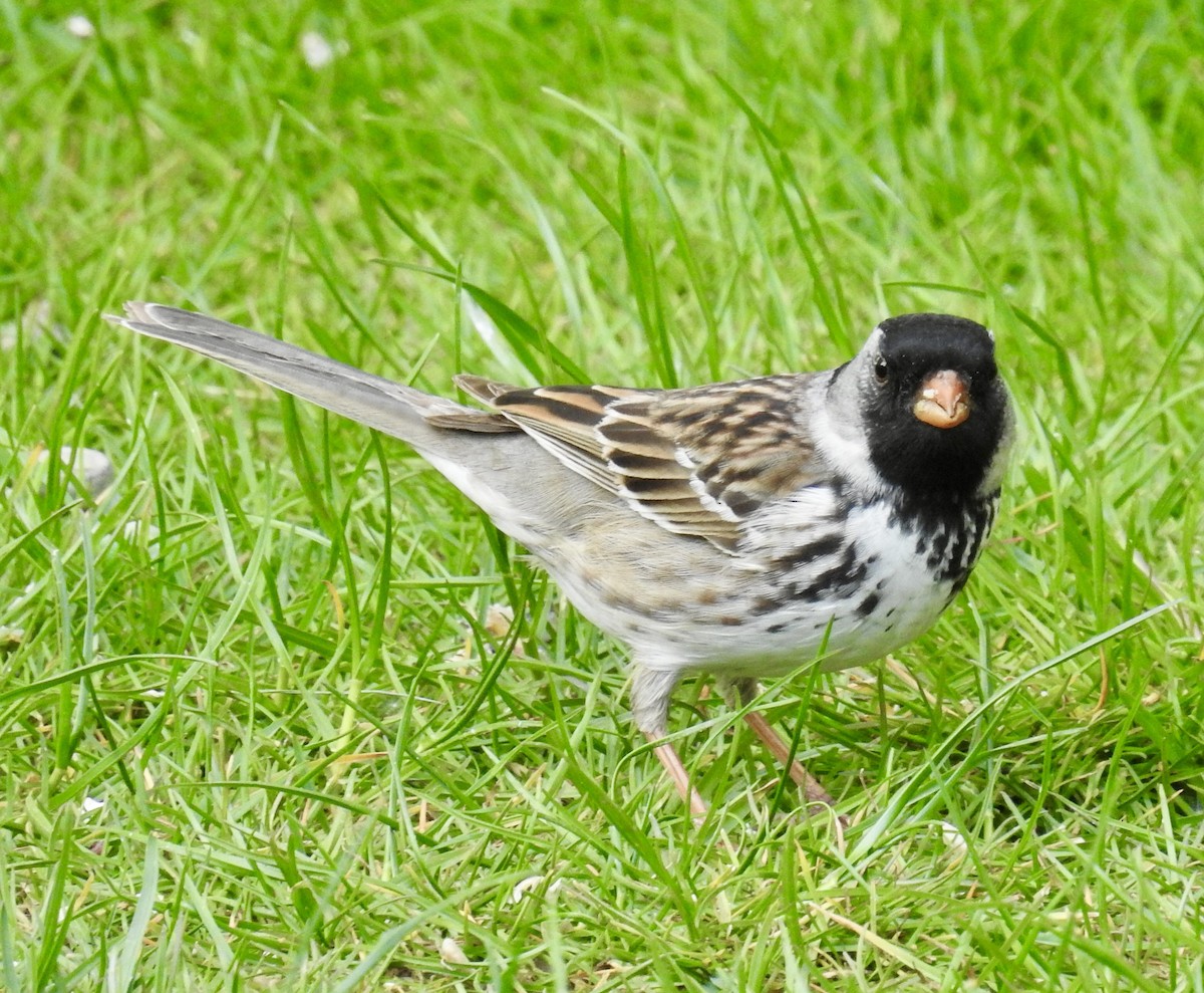 Harris's Sparrow - ML338355141