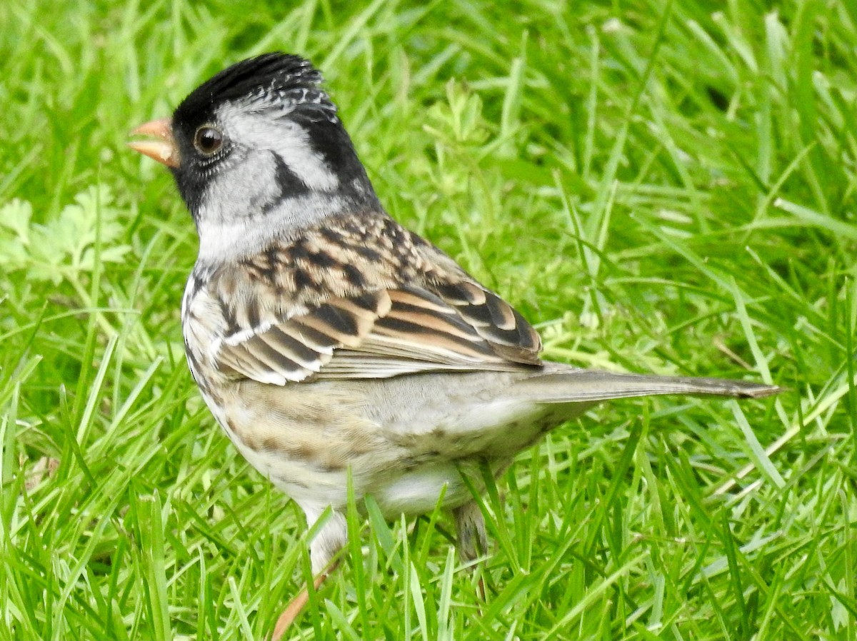 Harris's Sparrow - ML338355151