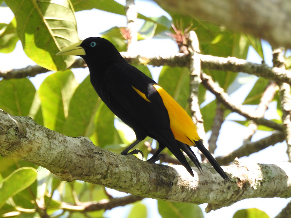 Yellow-rumped Cacique - ML338356121