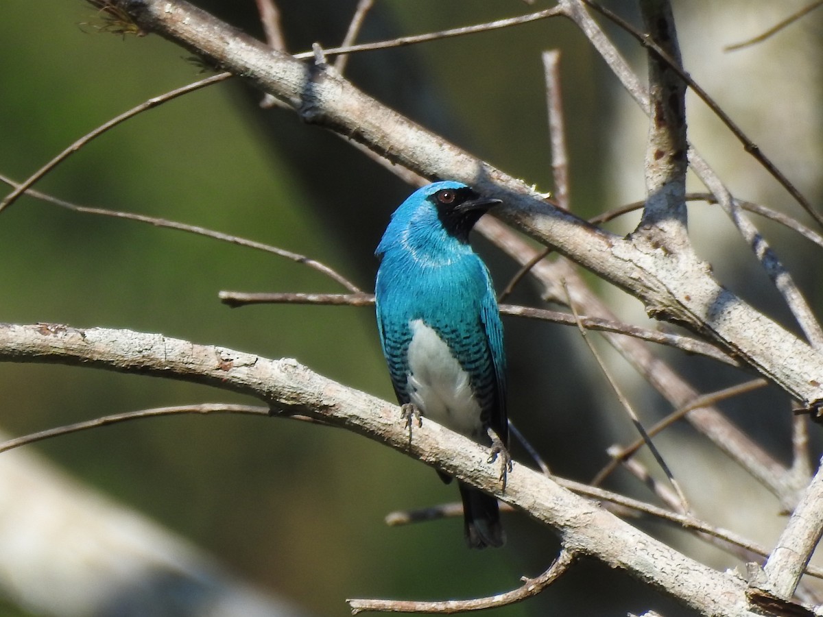 Swallow Tanager - ML338357371