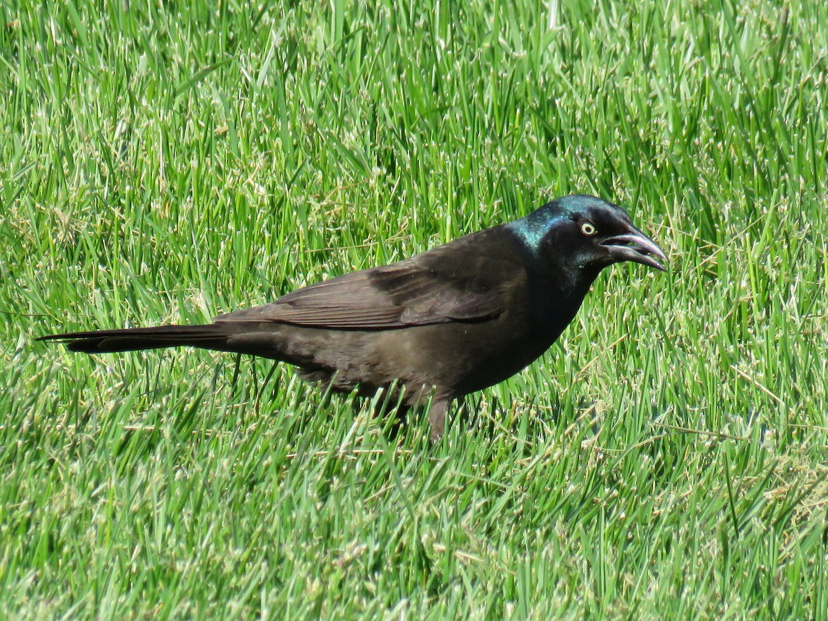Common Grackle - Janice Farral