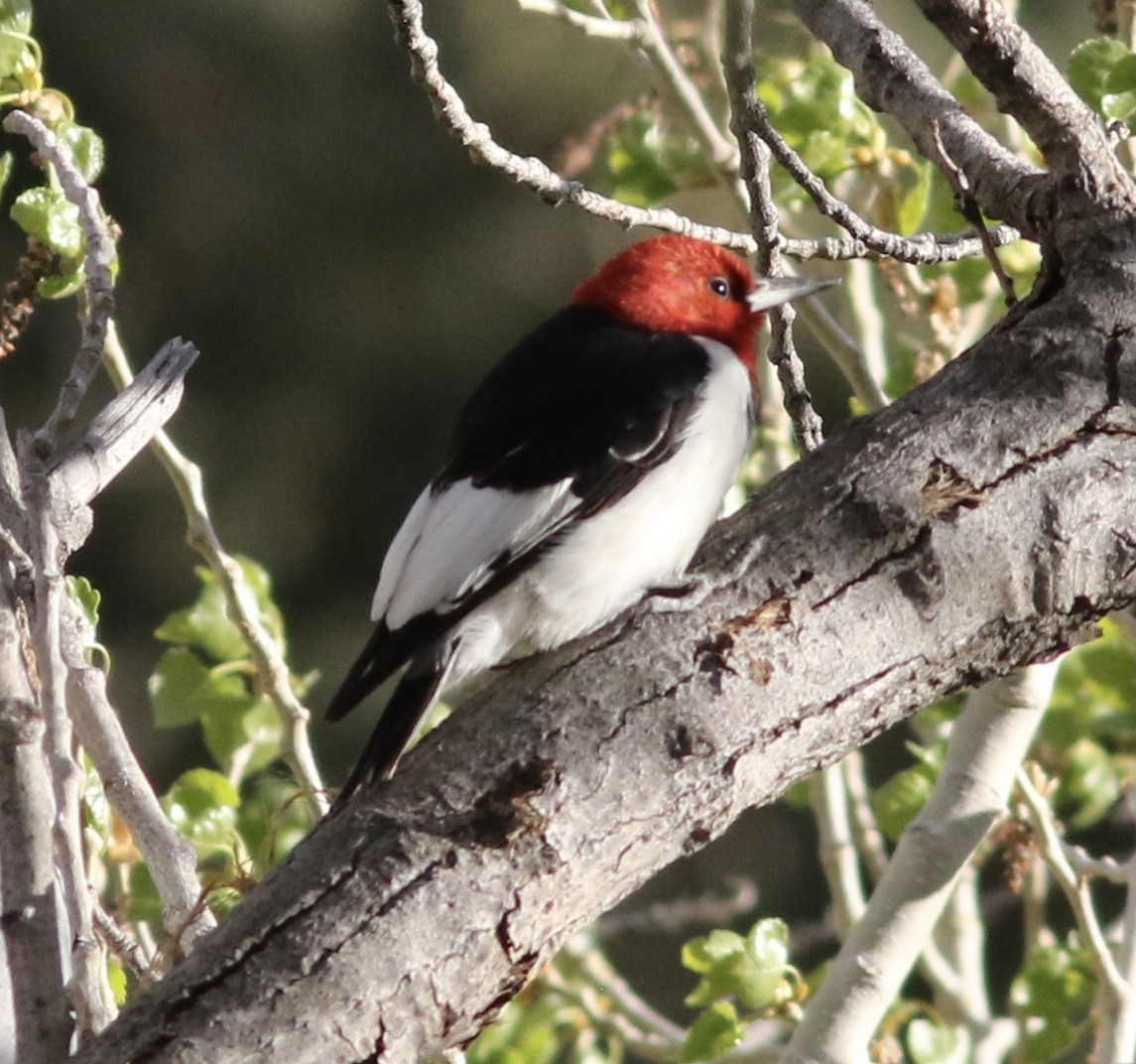 Red-headed Woodpecker - ML338363041