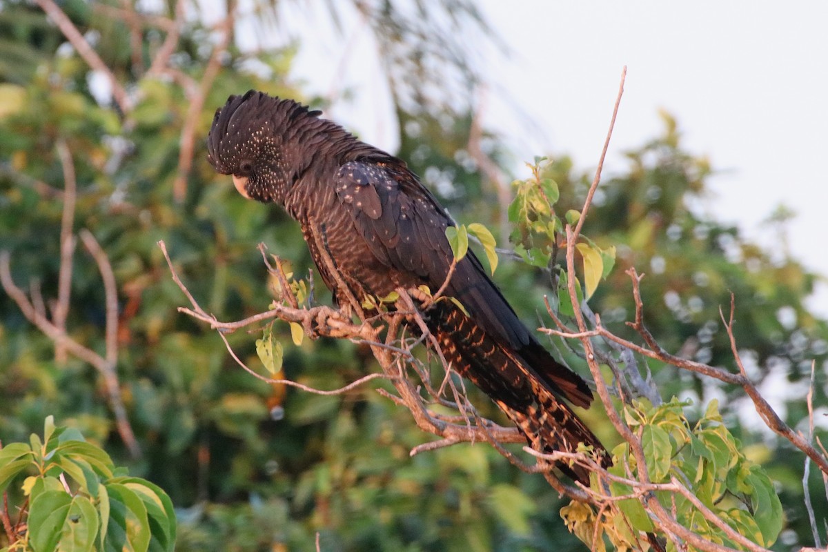 Red-tailed Black-Cockatoo - ML338363421