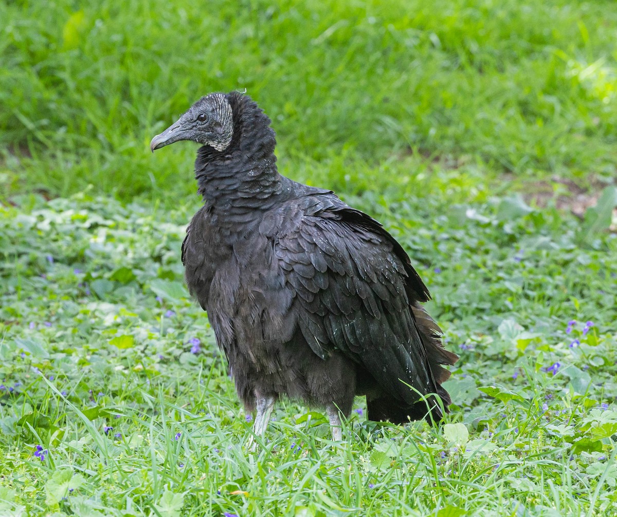 Black Vulture - Robert Bochenek