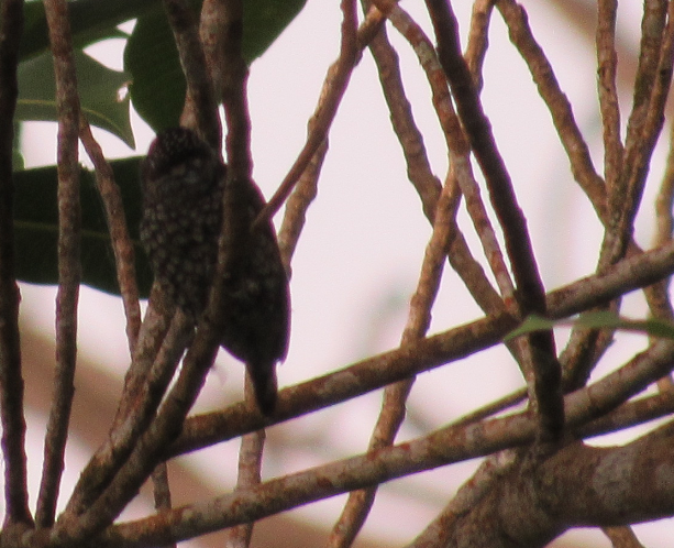 Scaled Piculet - ML338374111