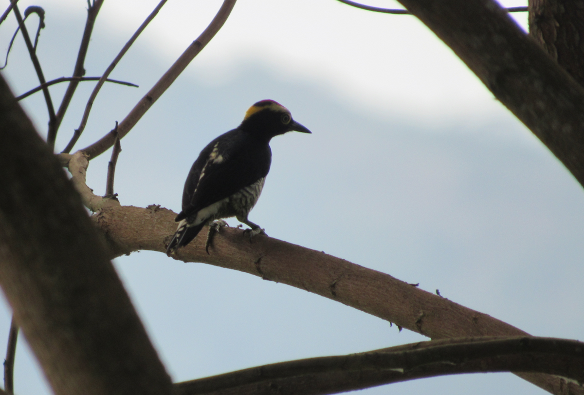 Yellow-tufted Woodpecker - Barefoot Unschooling