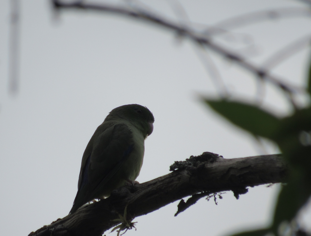 Spectacled Parrotlet - ML338374821